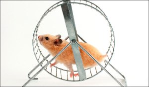 Hamster-wheel